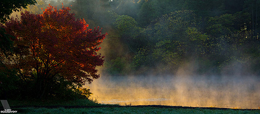 Morton Arboretum